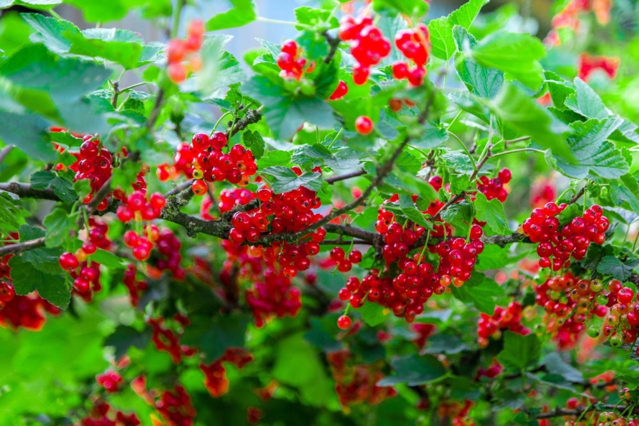 Agroturystyka Sikorki Lubomierz  Luaran gambar